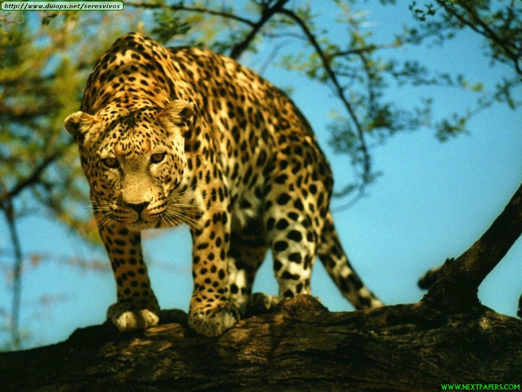 Fotos De Leopardos Guepardos Y Jaguares Ii