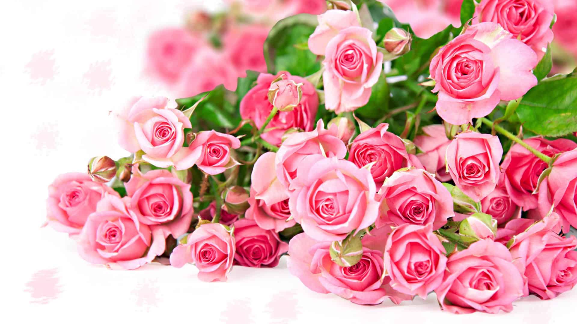 Pink Rose Picture Wallpaper