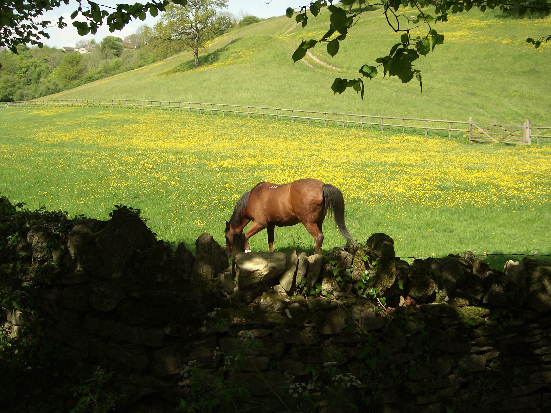  Horse in a field of buttercups English Cotswold countryside in Spring