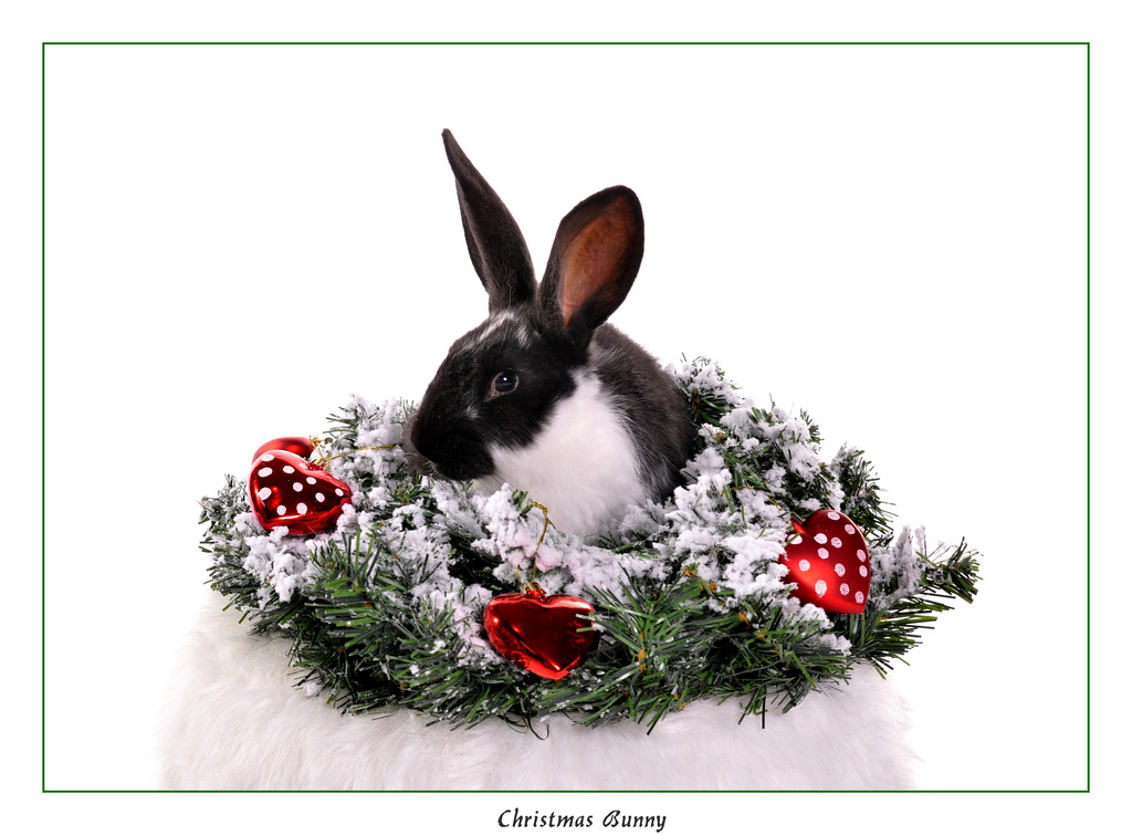 Christmas Bunny wallpaper   ForWallpapercom