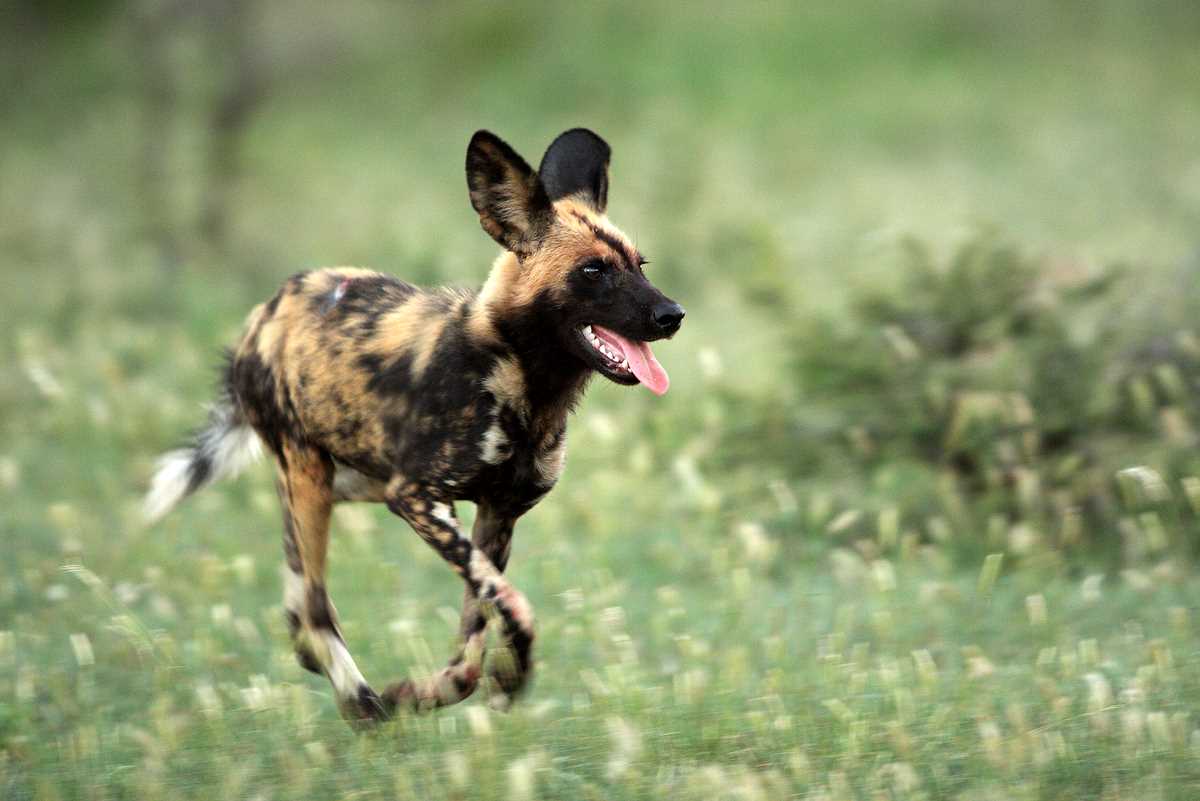 African Wild Dog Pictures Diet Breeding Life Cycle