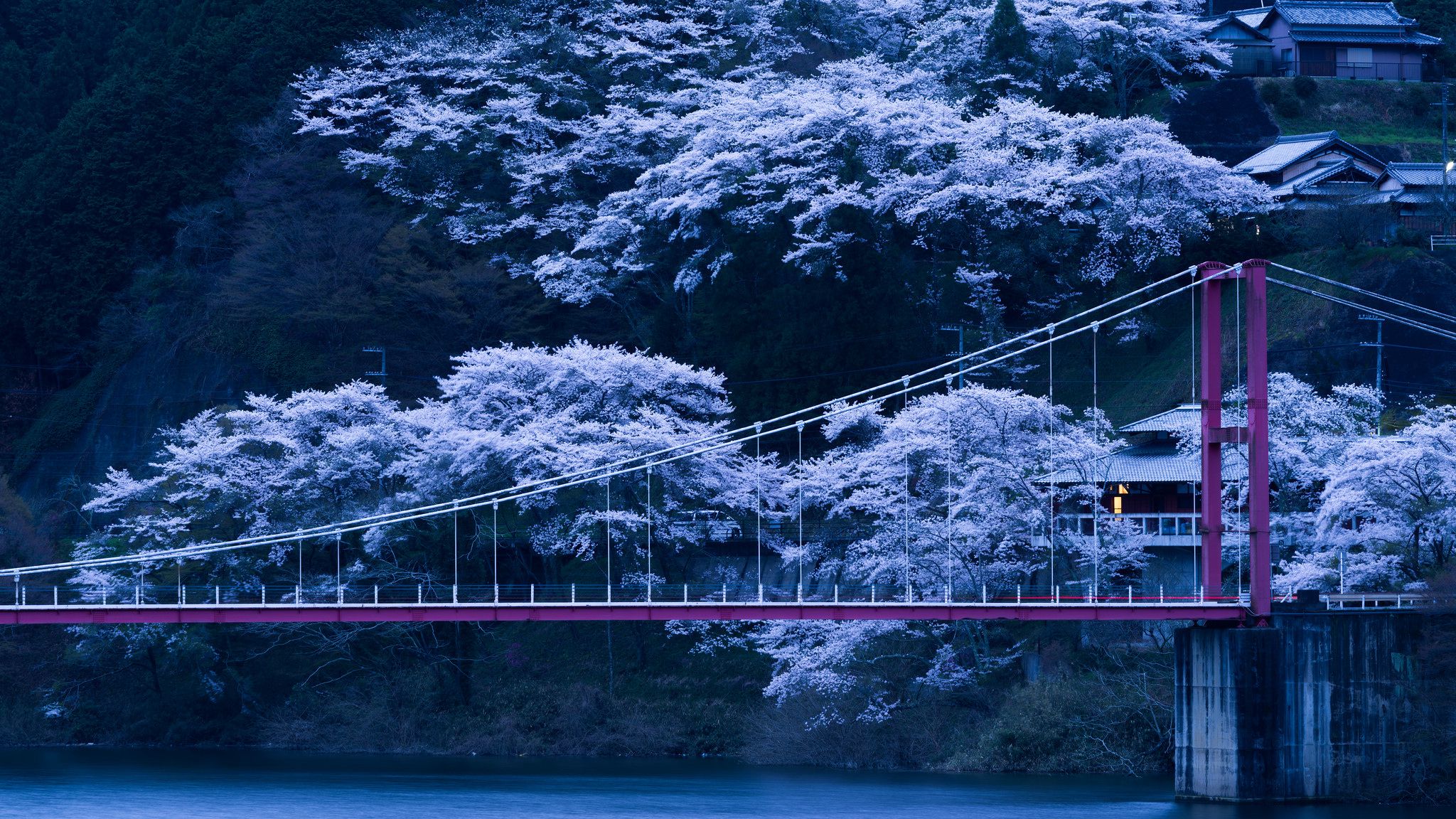 Wallpaper Japan Bridge Sakura Night