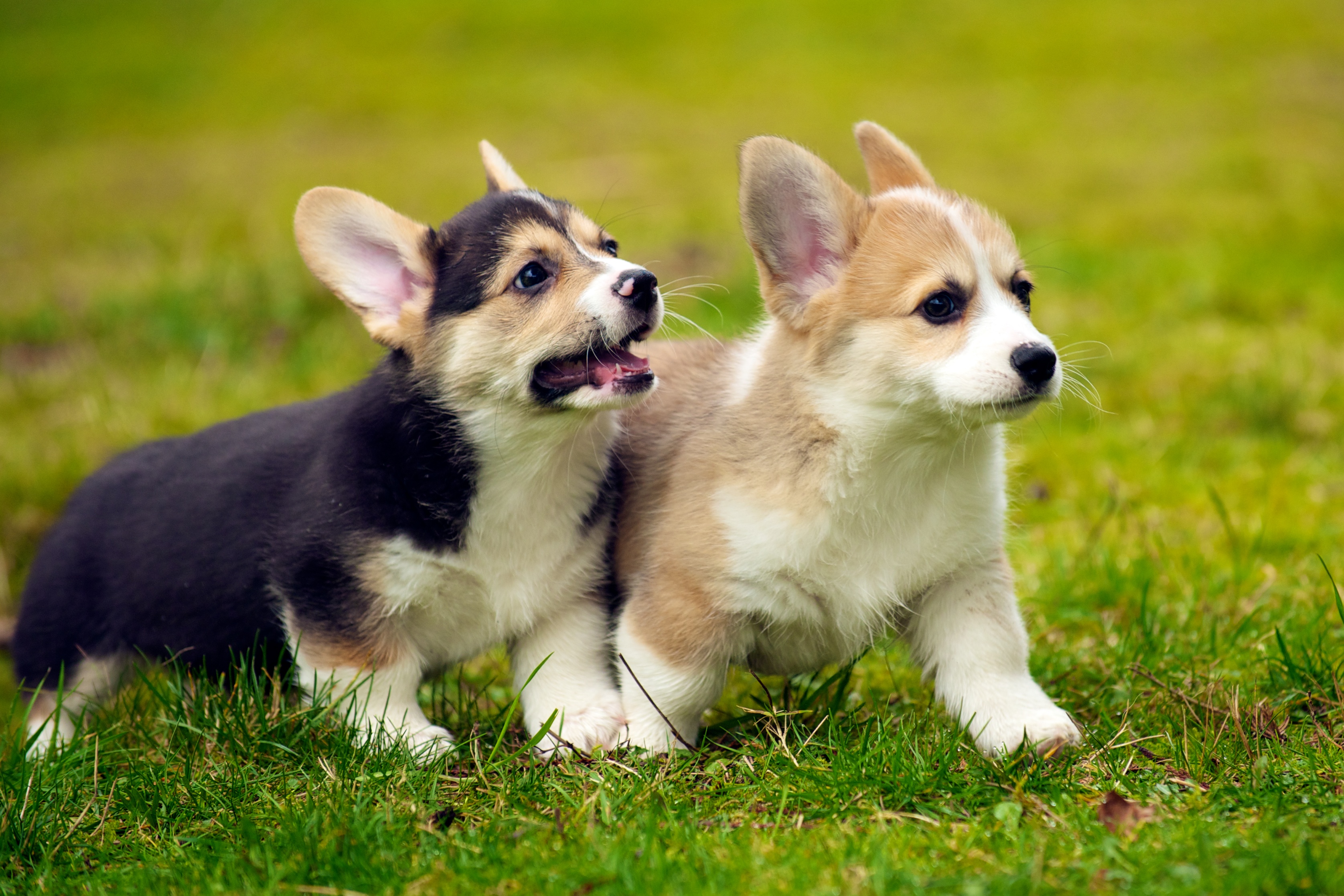 Showing Gallery For Cute Welsh Corgi Puppy Wallpaper
