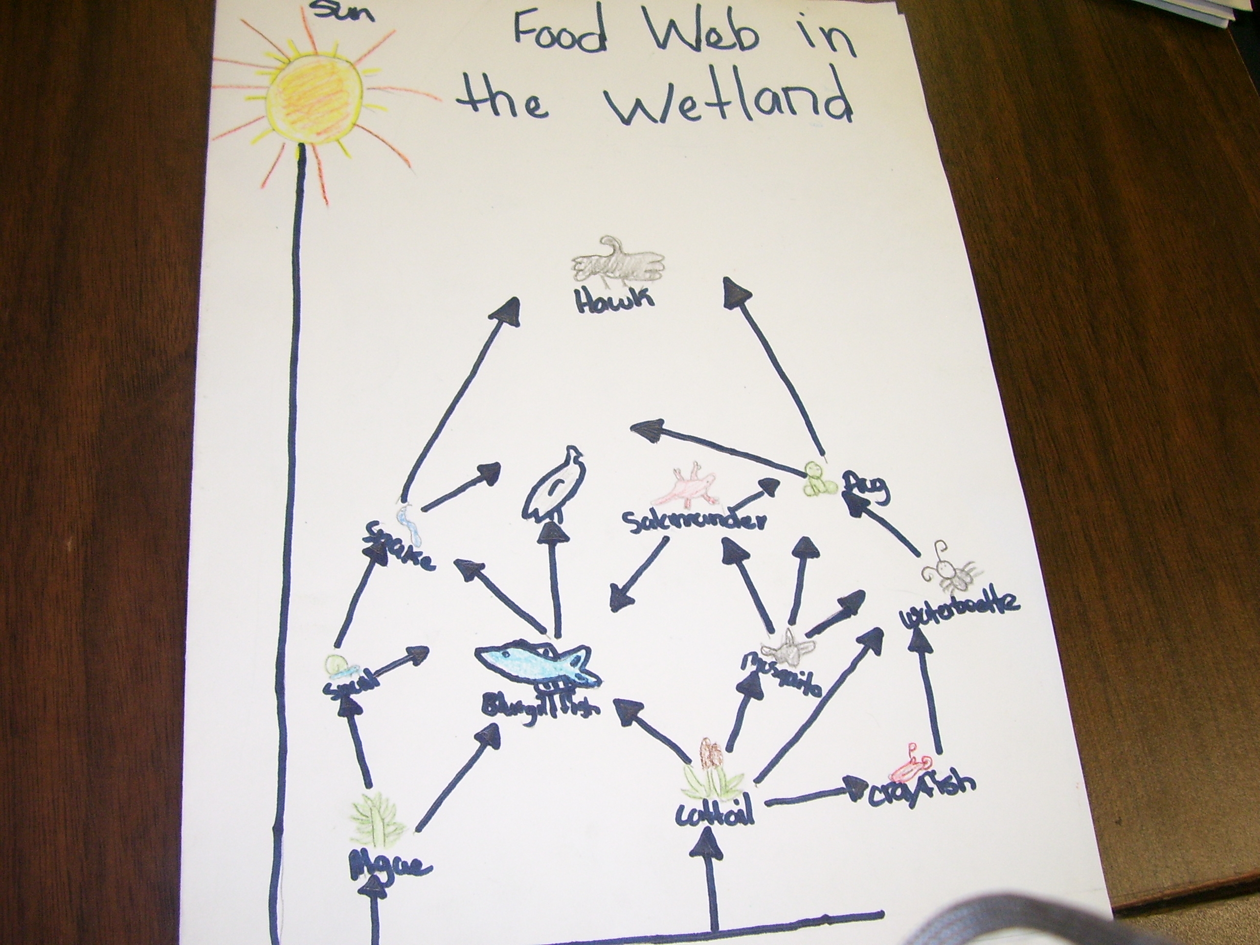 Wetland Food Web Worksheet Answers Algaesnailsnakehawk