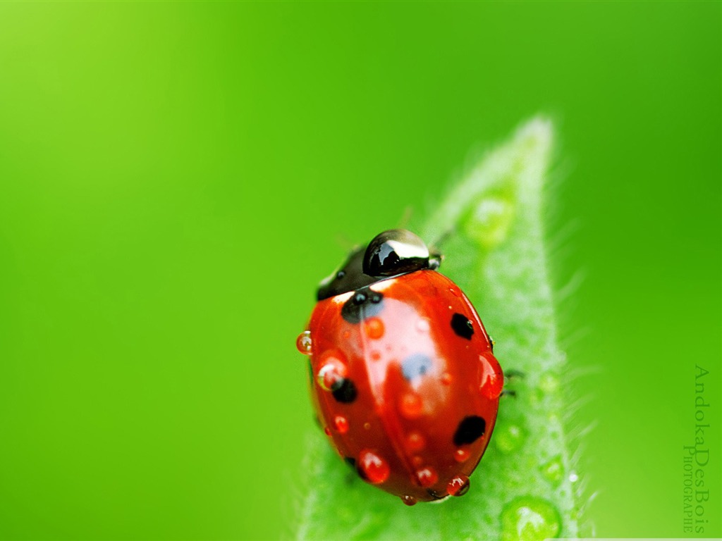 All Kinds Of Insects Wallpaper Album Click For More
