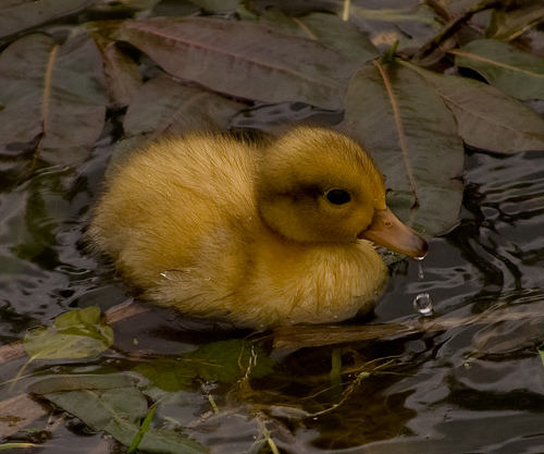 Cute Yellow Duckling HD Walls Find Wallpapers
