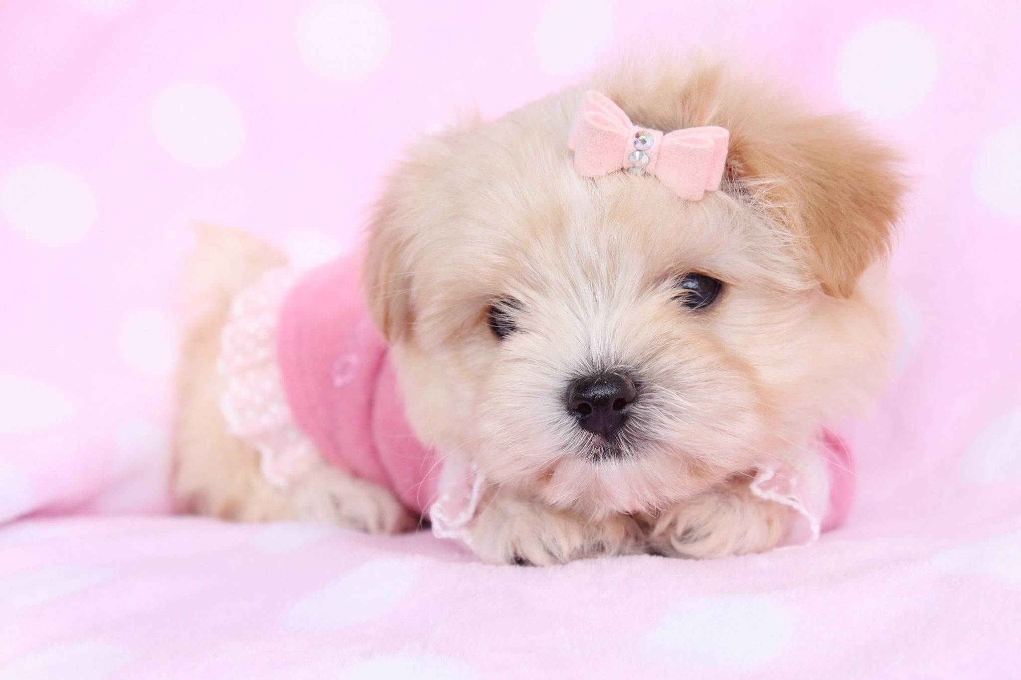 Puppies Computer Wallpaper