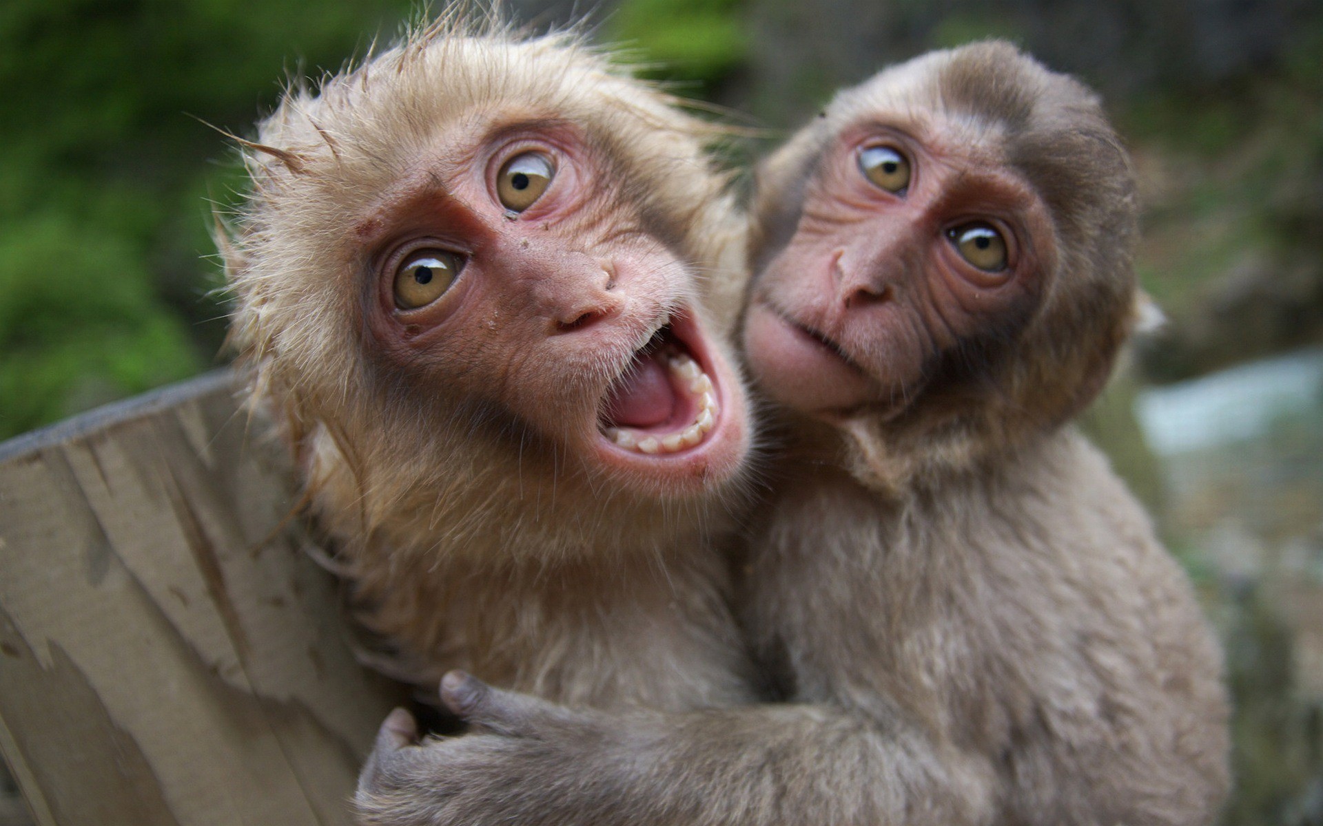 Monkeys HD Wallpaper