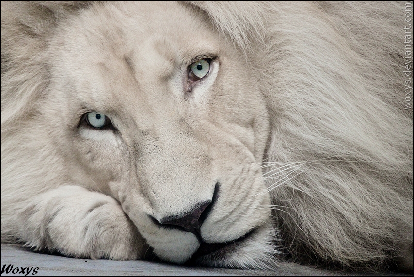 White lion Haldir look into your soul by woxys on