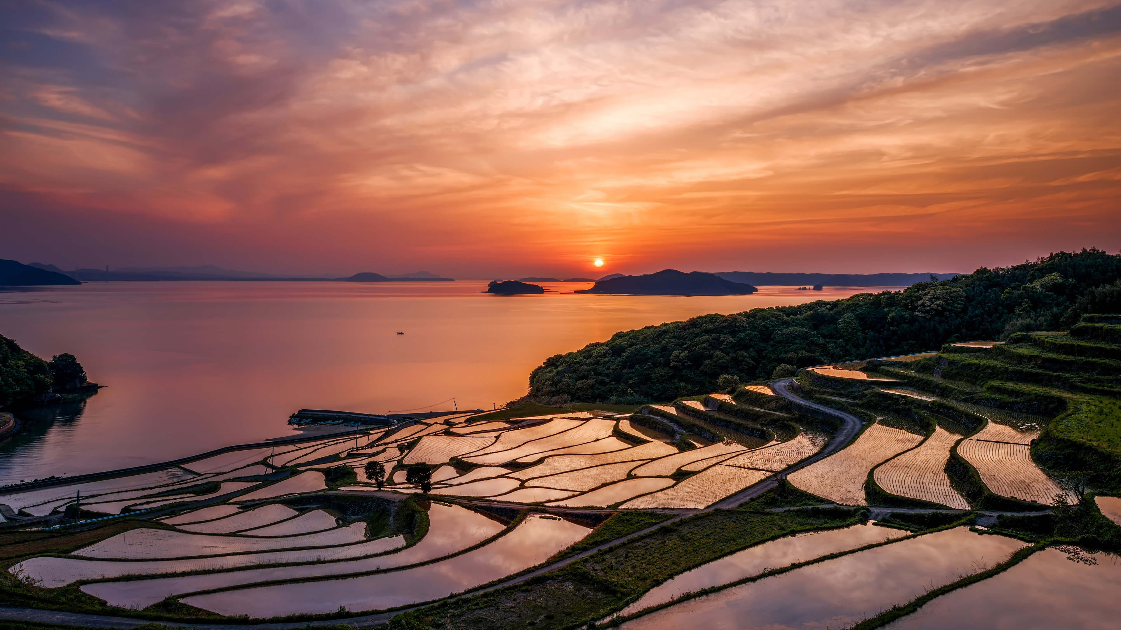 Japans Rise Fields at Sunset 4K Wallpaper