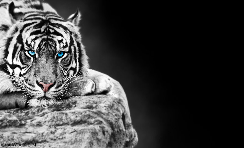 White tiger background by SilentDesolation