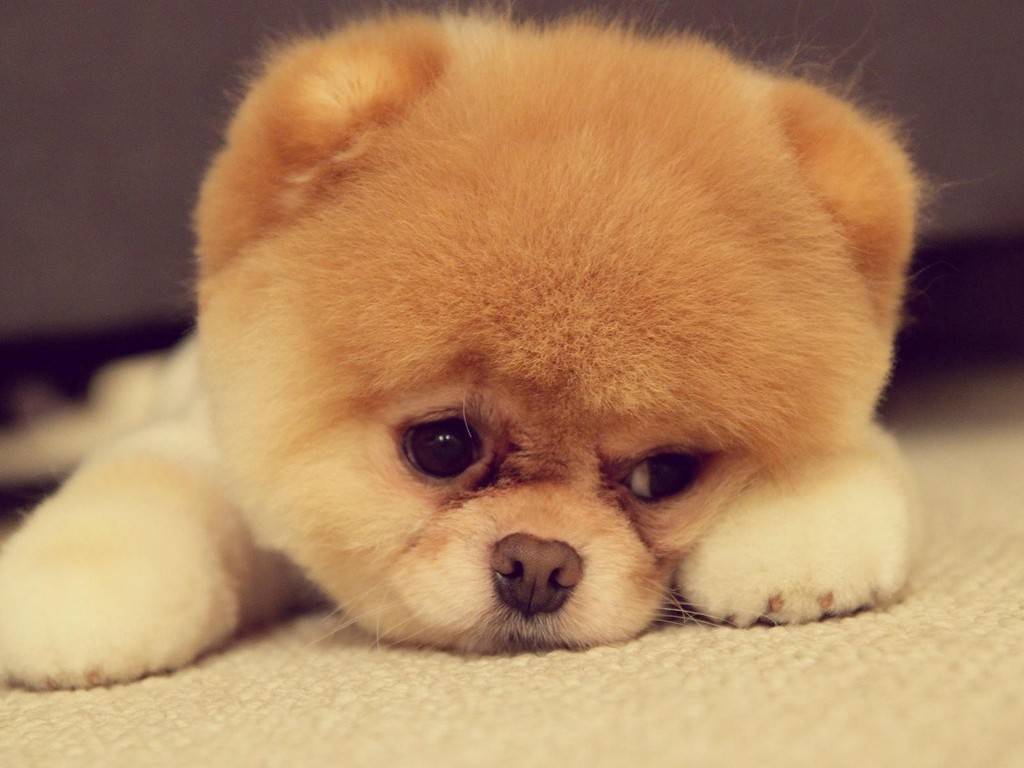 Chow Chow Puppies   The Dog Wallpaper   Best The Dog Wallpaper