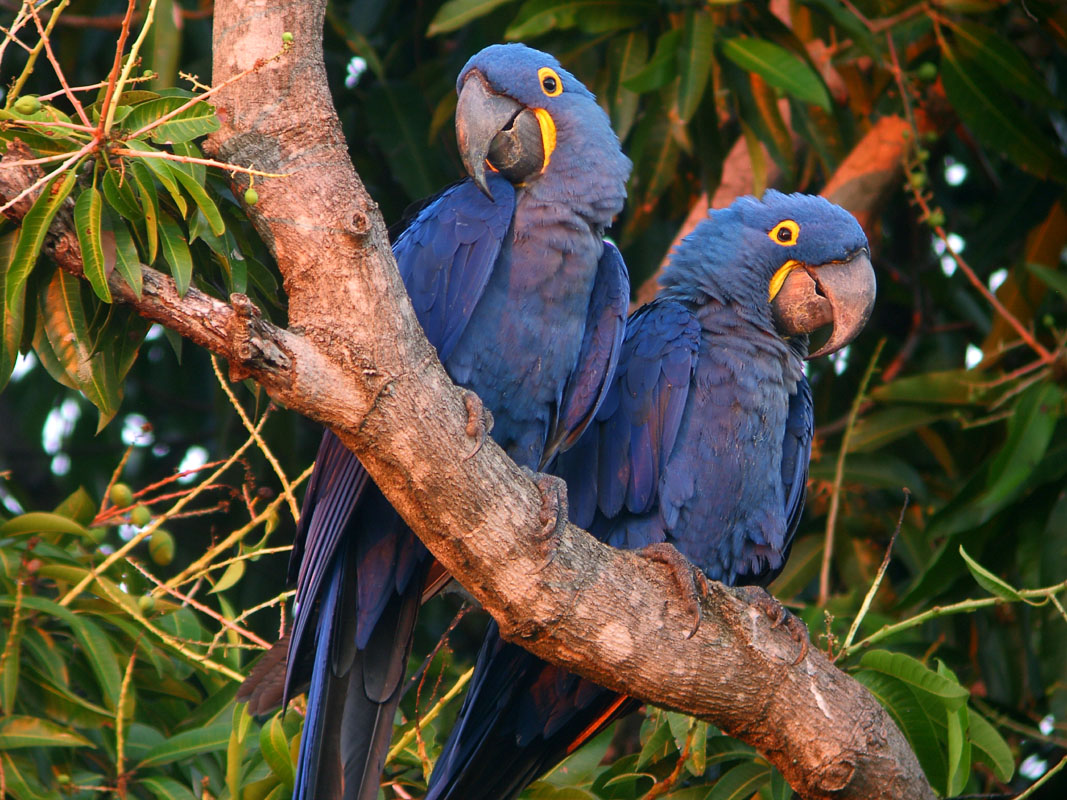 beautiful pictures of hyacinth macaw birds free downloading wallpapers