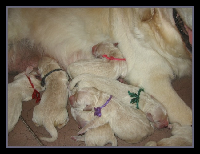 Noble Golden Retrievers Akc Registered Retriever Puppies