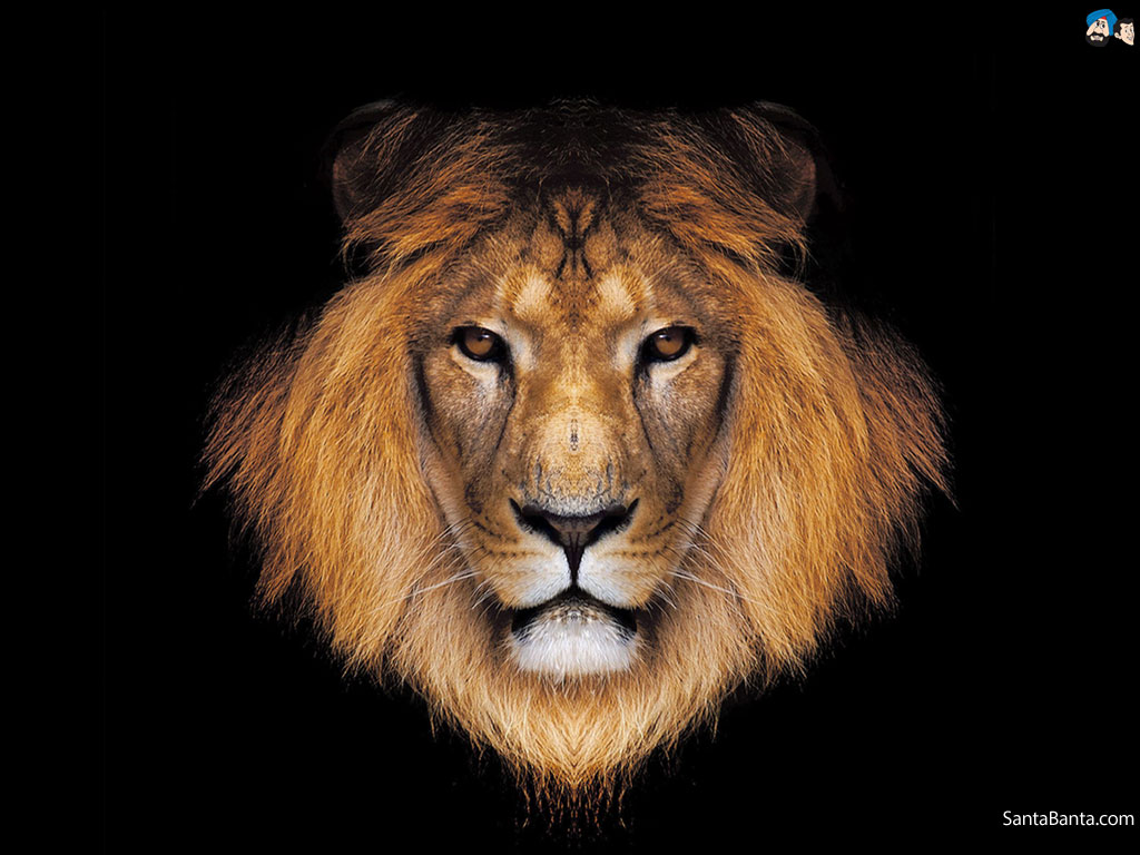 Lion Wallpaper Wide HD