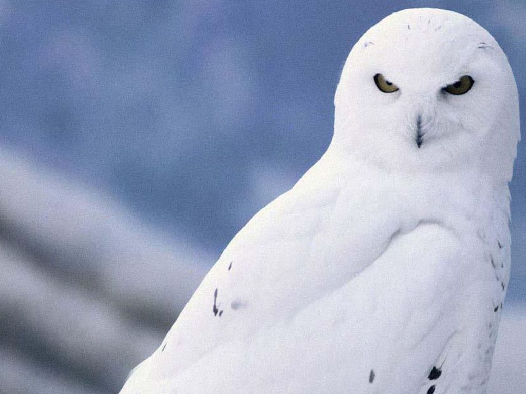 White Owl Wallpaper Live HD Hq Pictures