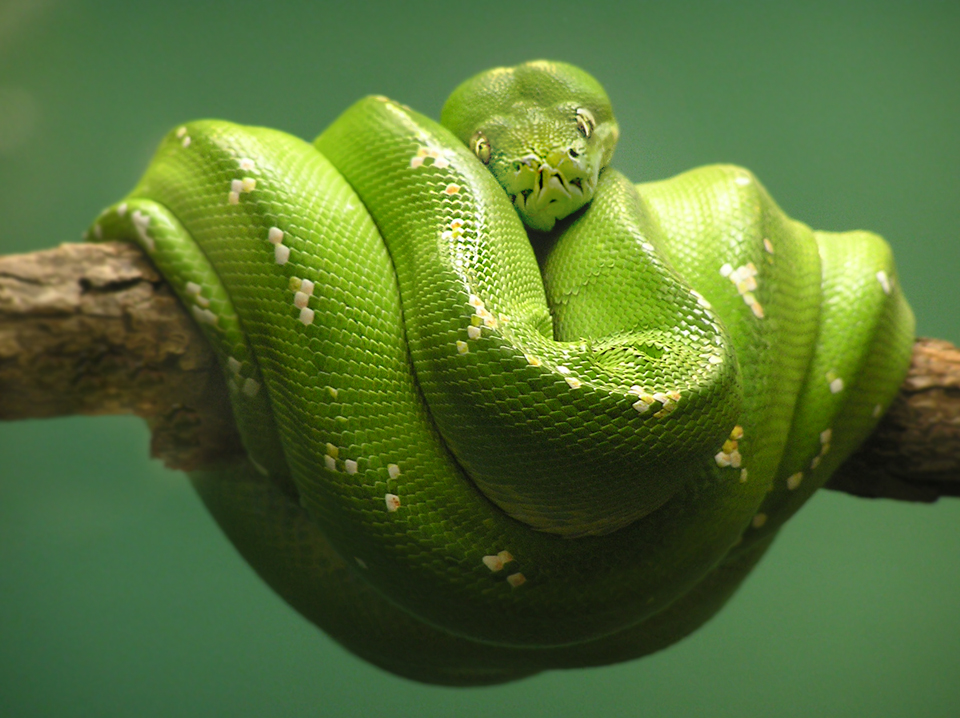 Green Tree Python By Talkstock