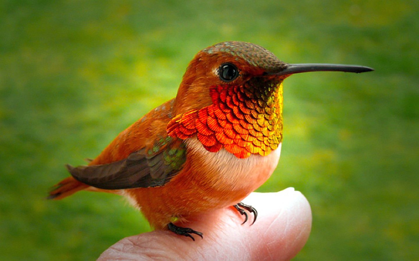 weighing less than two grams the smallest hummingbird is hummingbird