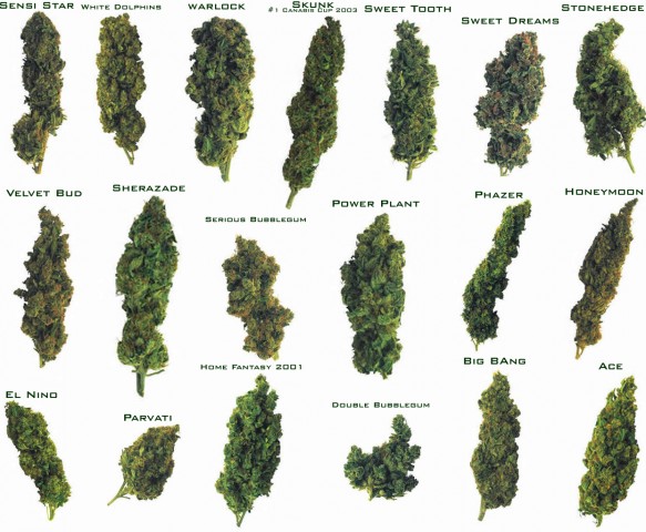 Cannabis Marijuana Weed Wallpaper Background Screensavers