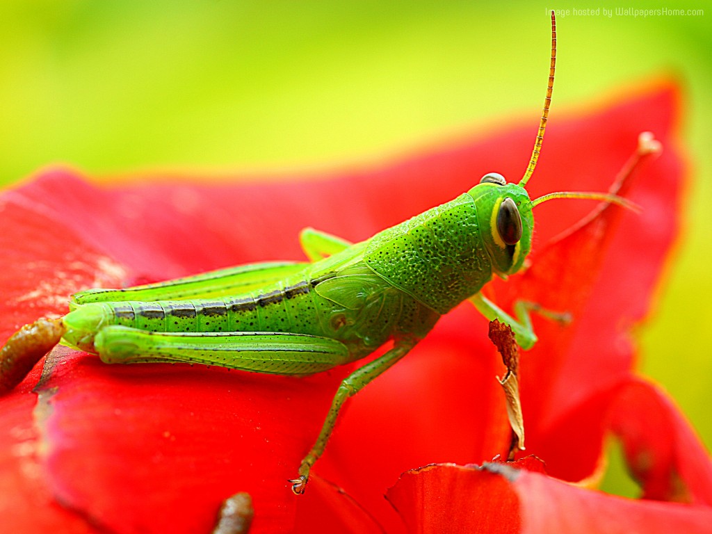 Grasshopper Wallpaper Animals Grig Green