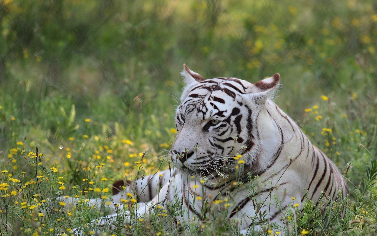 White Bengal Tiger Desktop Wallpaper