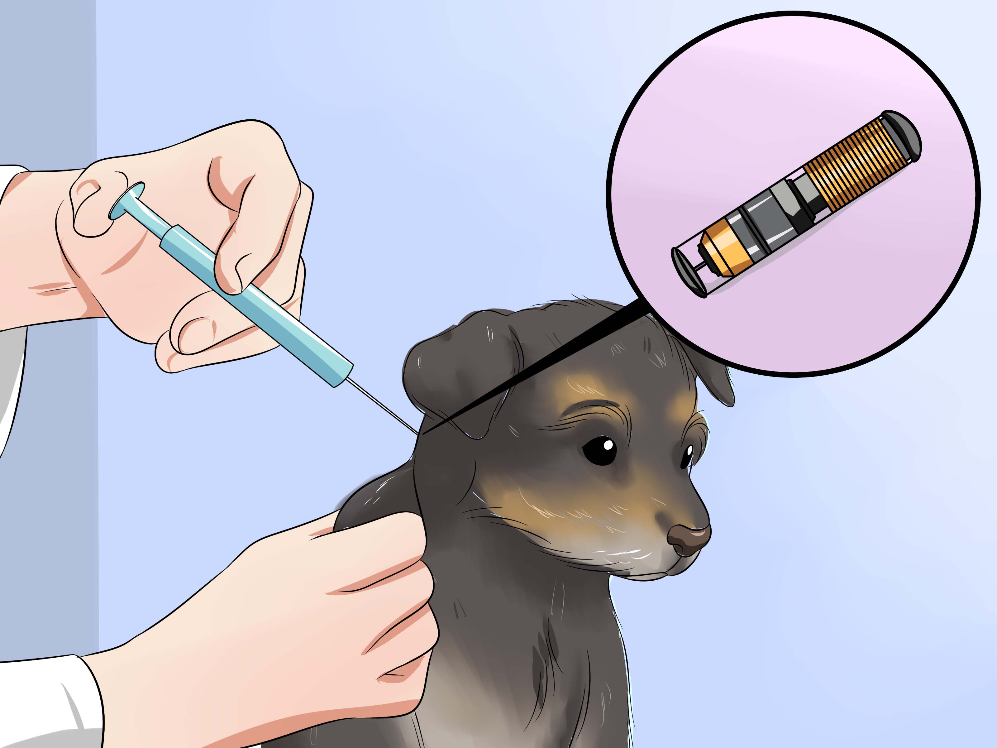 How To Take Care Of A Chorkie Puppy With Pictures Wikihow