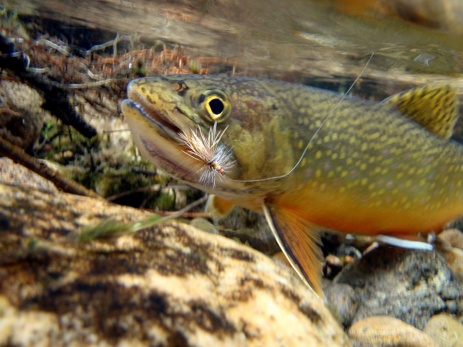 brook trout pics 1600x1200