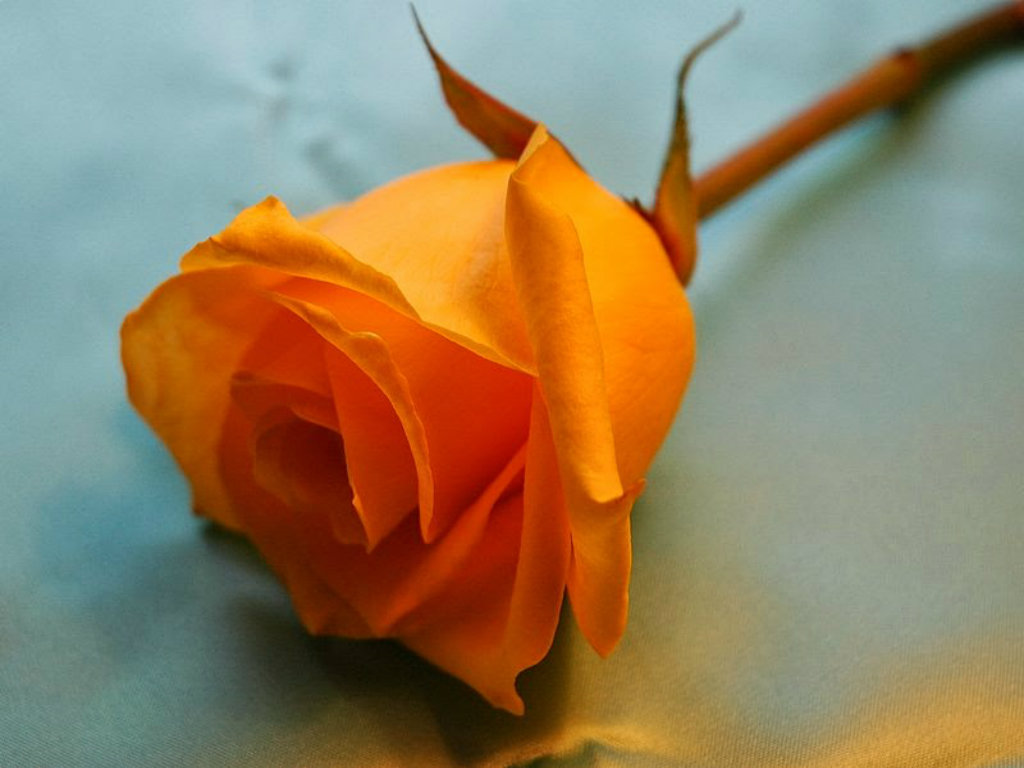 Orange Rose Wallpaper HD Pictures Flowers Most
