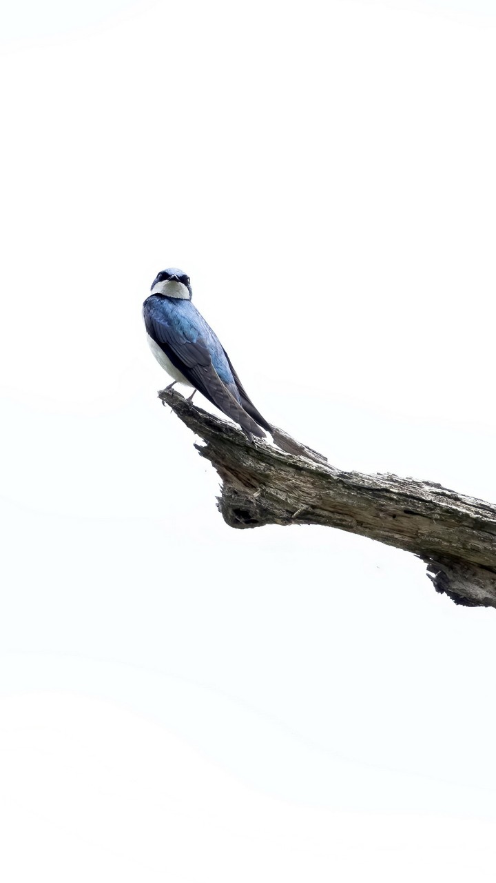 Bird Swallow Is On Tip Of Branch With White Background 4k Hd Birds Wallpaper