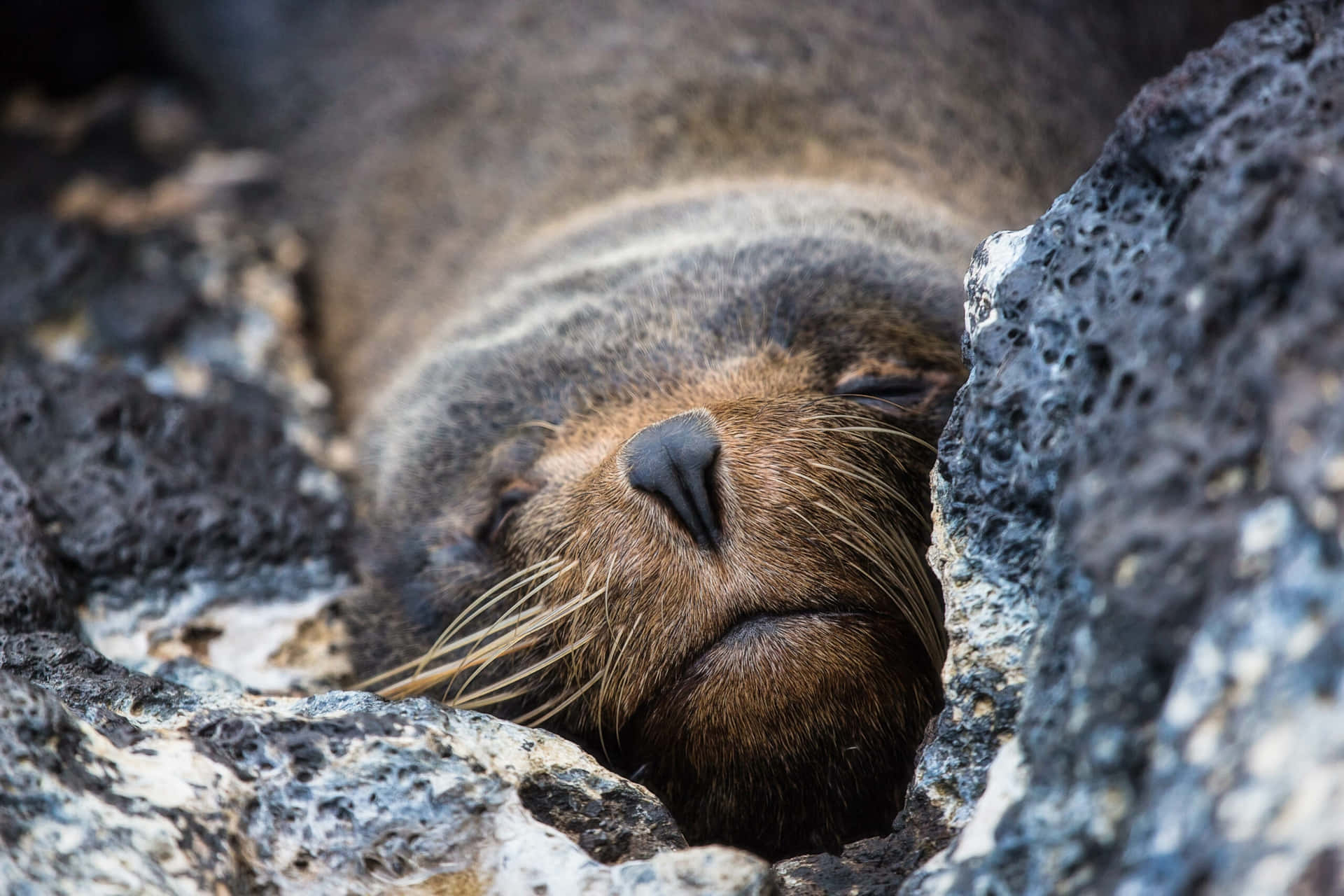 Resting Fur Seal Between Rocks Wallpaper
