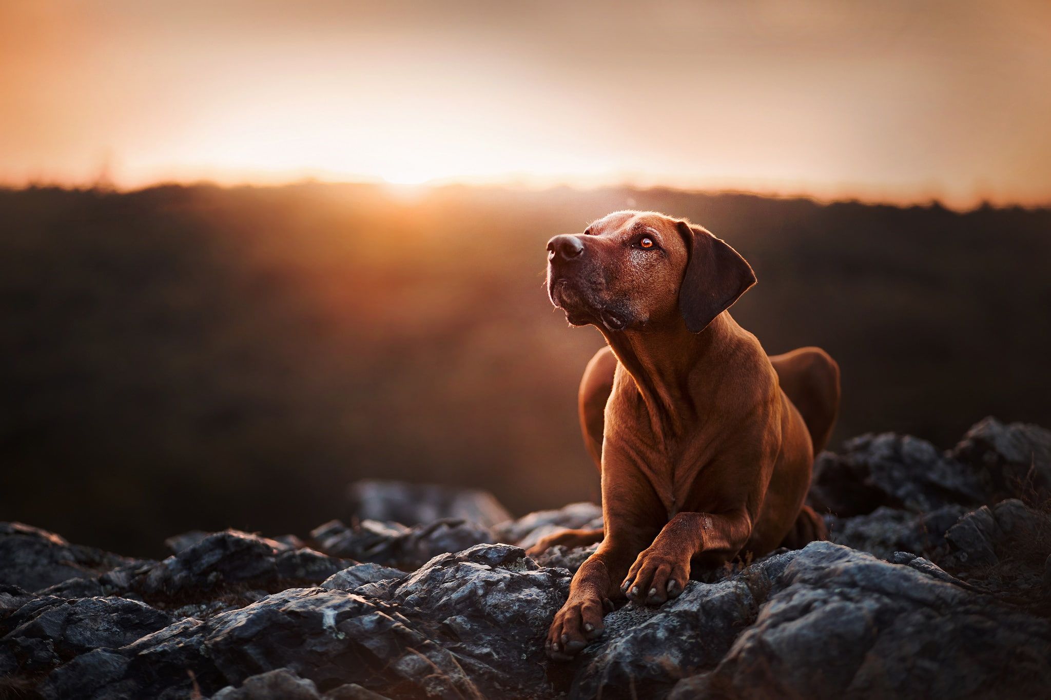 Sunset Stones Portrait Dog Rhodesian Ridgeback 1080p