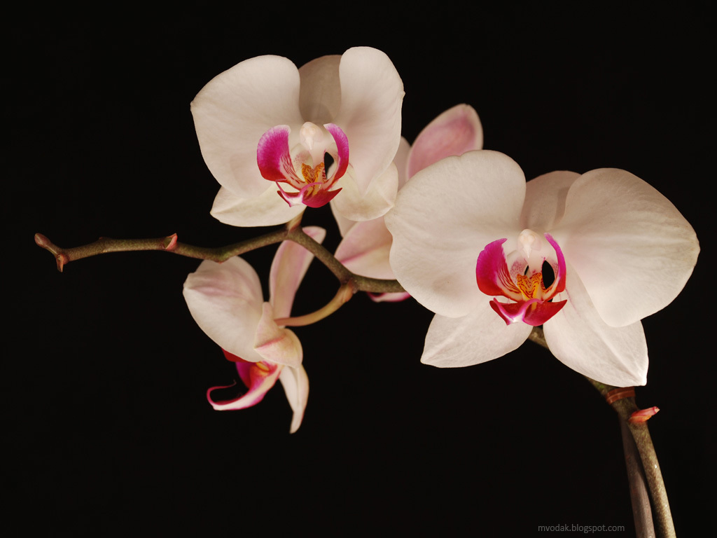 Orchids Flowers Wallpaper