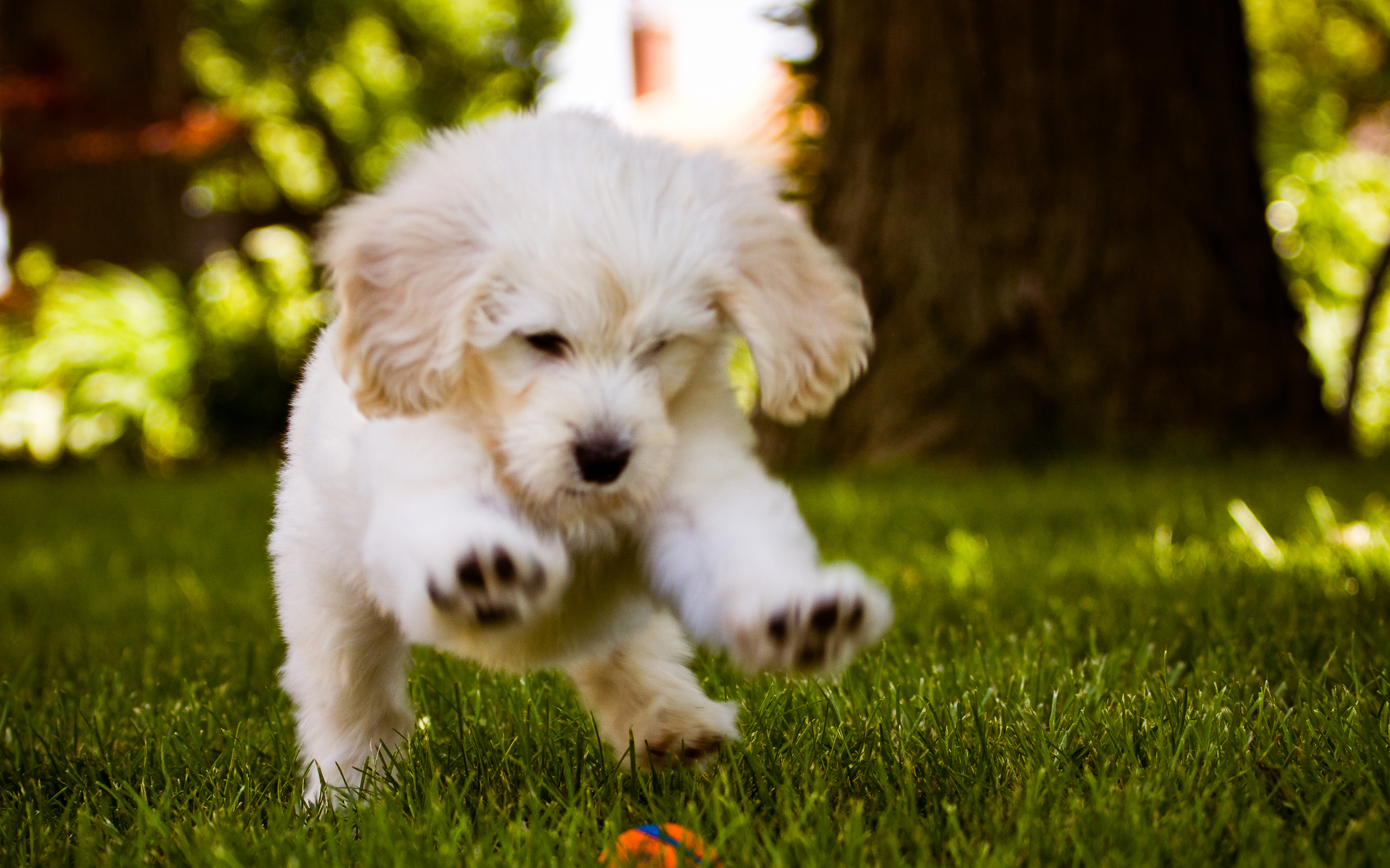 Little Dog Playing In The Wood HD Wallpaper Desktop Background