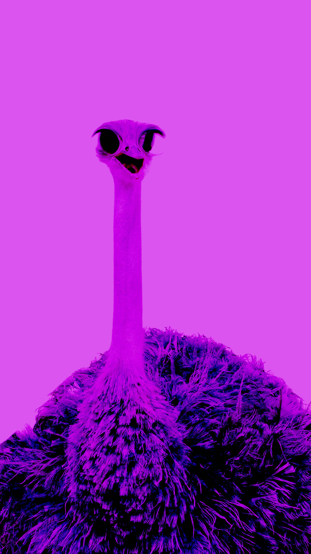 Ugly Ostrich Bw3nlv9c7d9x6289 Wallpaper