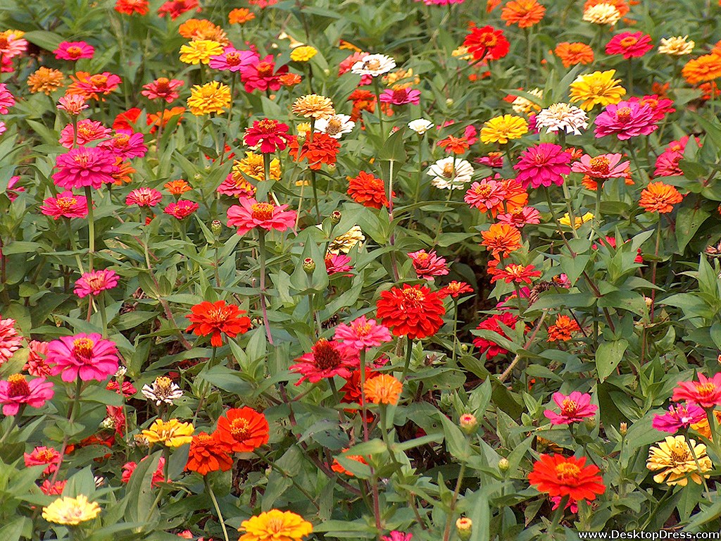 Desktop Wallpaper Flowers Gardens Background Garden