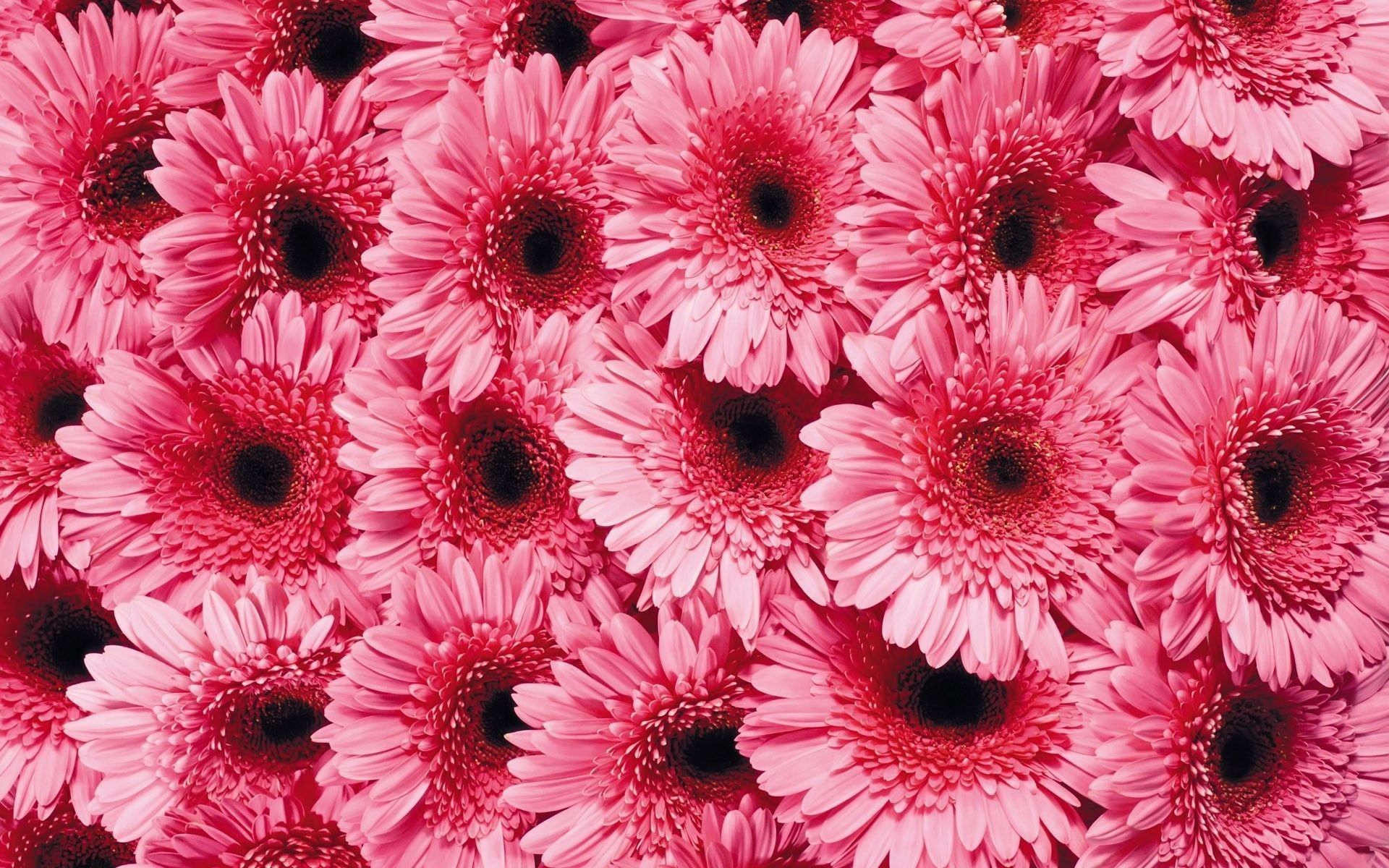 Gerber Daisy Wallpapers on
