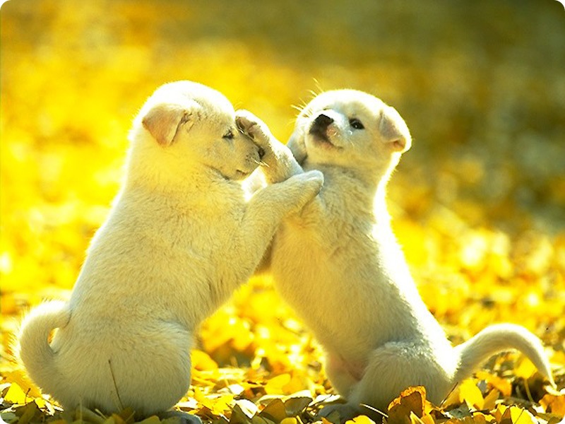Cute Dog Image Puppy Picture Pic Pictures