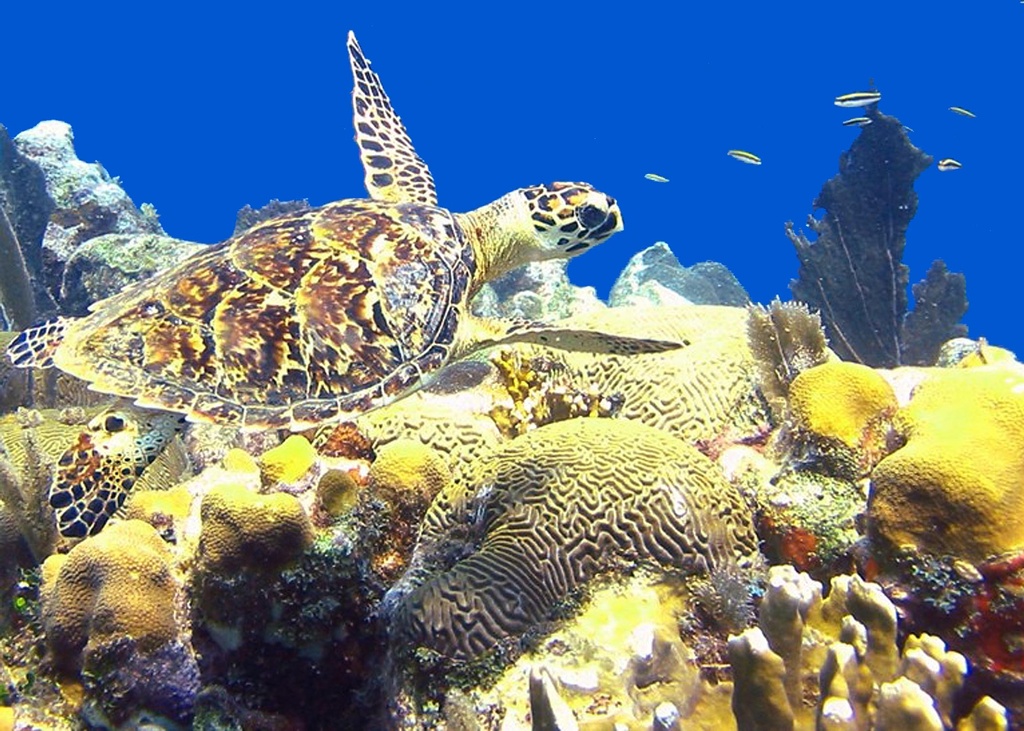Sea Animal Turtle Wallpaper Animals