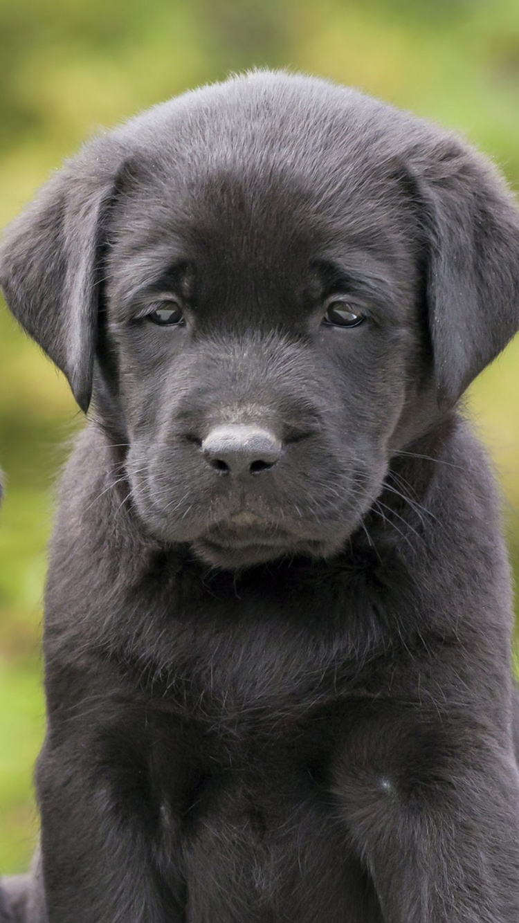 Cute Black Labrador Retriever S Puppies By Reddogs