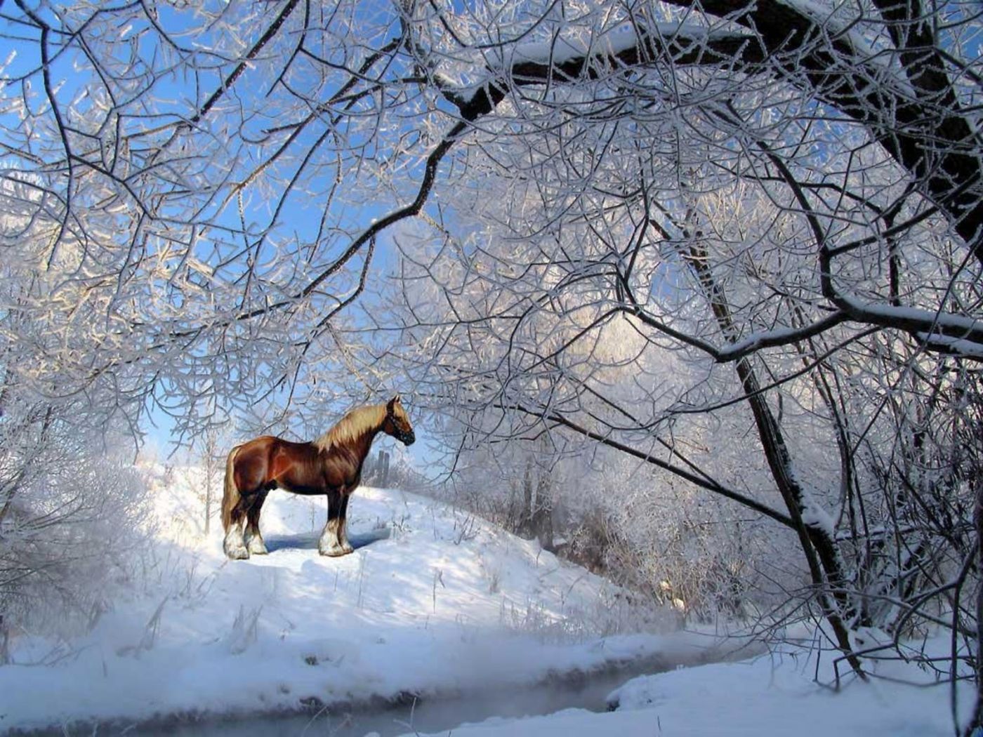 Archive Brown Horse Winter Snow Wallpaper