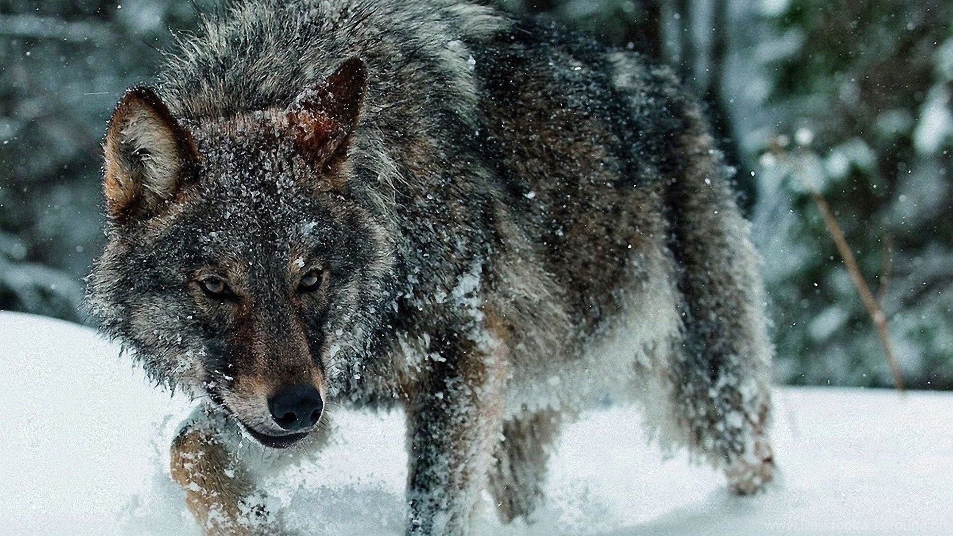 A majestic wolf walking through a snowy forest in winter. This 4k wallpaper captures stunning detail