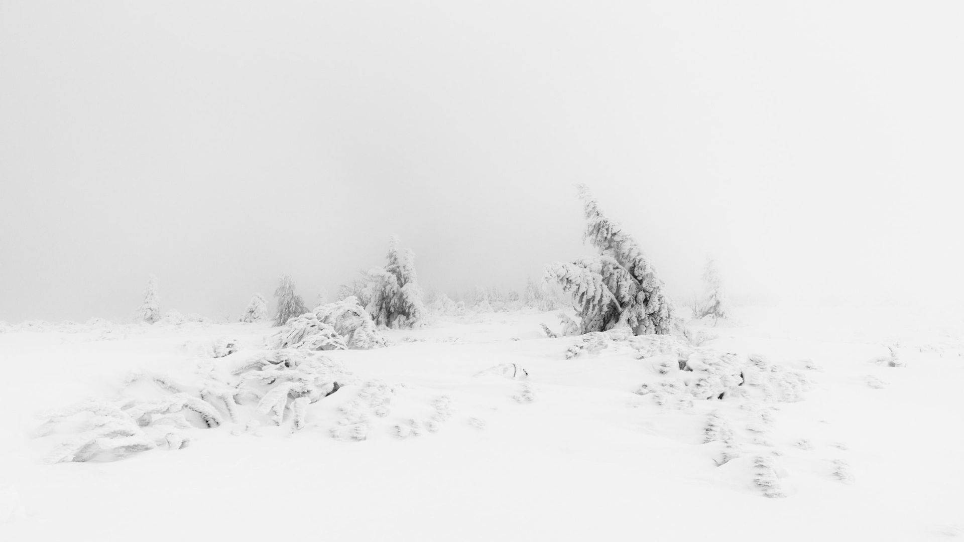 Aesthetic White Wallpaper