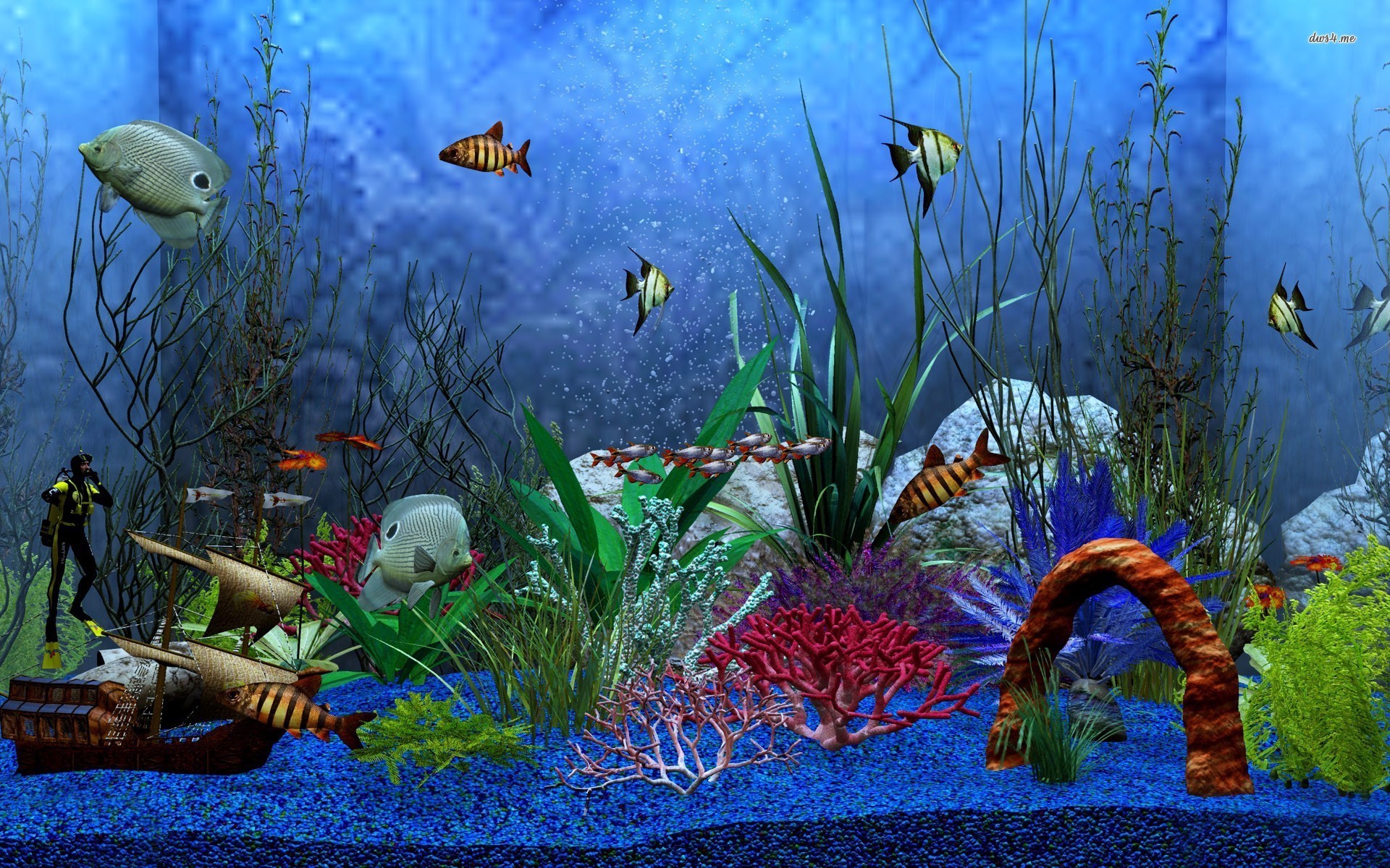 Fish Tank Wallpaper