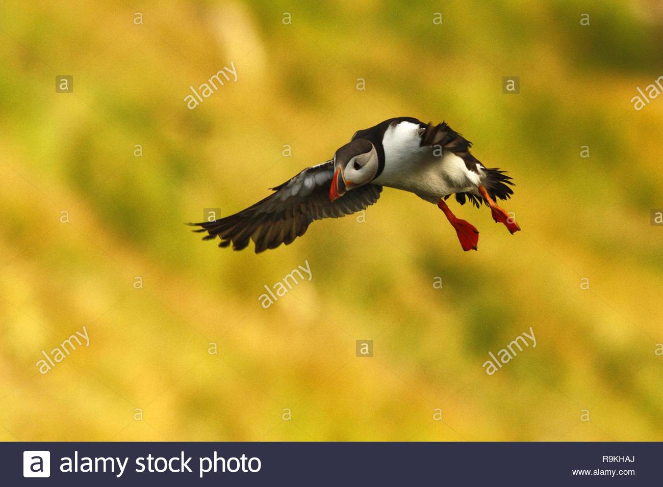 Free Download Flying Puffin Atlantic Puffin Fratercula Artica Arctic 