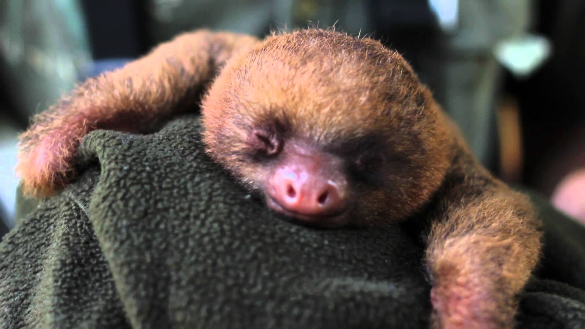 Free download OMG yawning baby sloth video by Say OMG [1920x1080] for your  Desktop, Mobile & Tablet | Explore 42+ Baby Sloth Wallpaper | Sloth  Wallpaper, Funny Sloth Wallpaper, HD Sloth Wallpaper