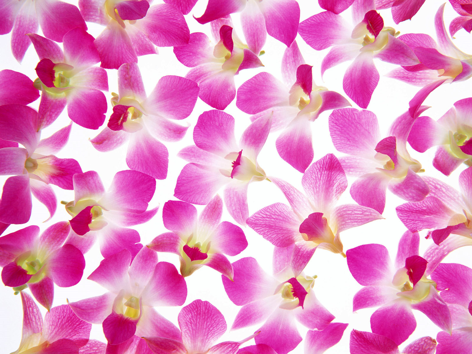 Flower Wallpaper For Desktop 3d