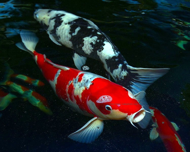 Wallpaper Unlimited Japanese Colorful Koi Fish