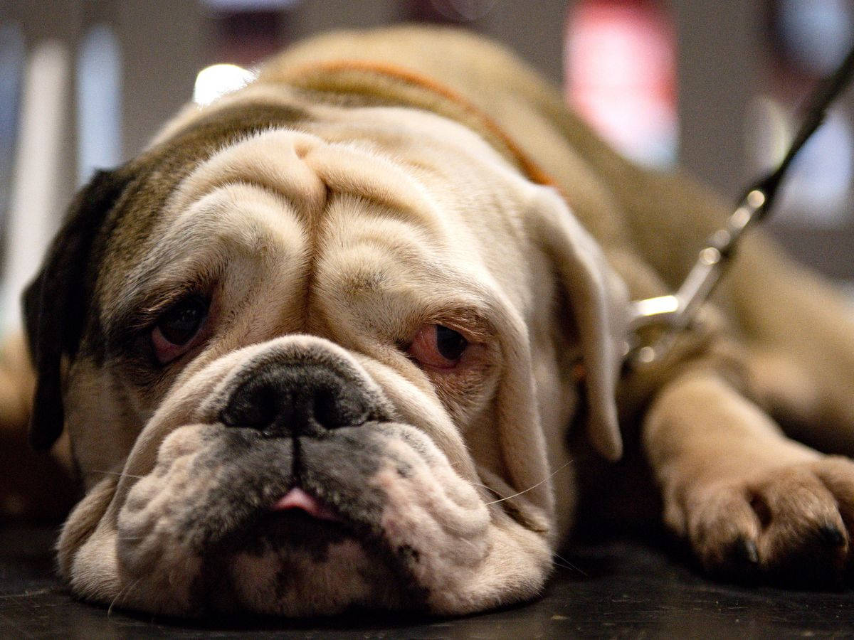 English Bulldog Wallpaper