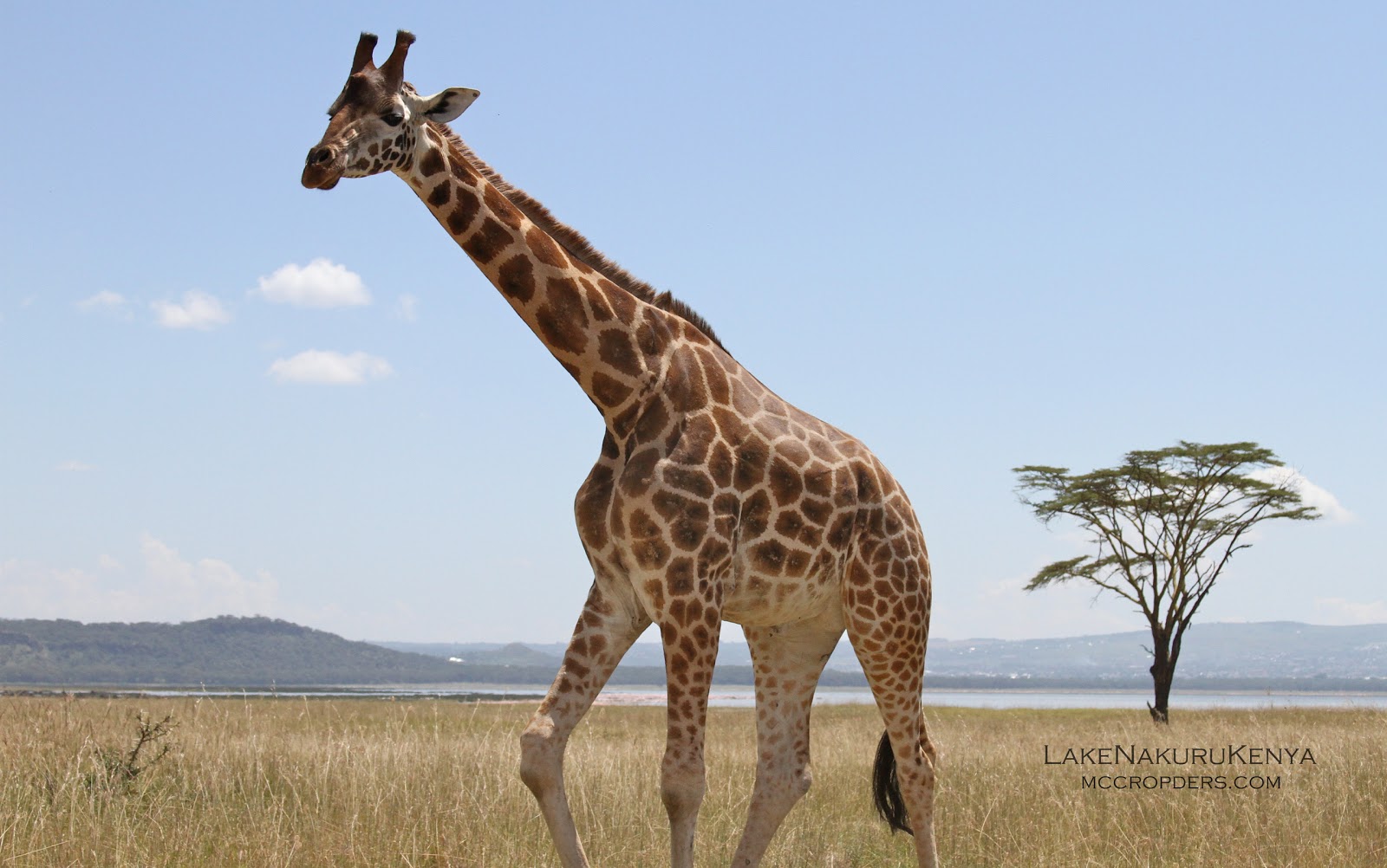 Жираф National Geographic