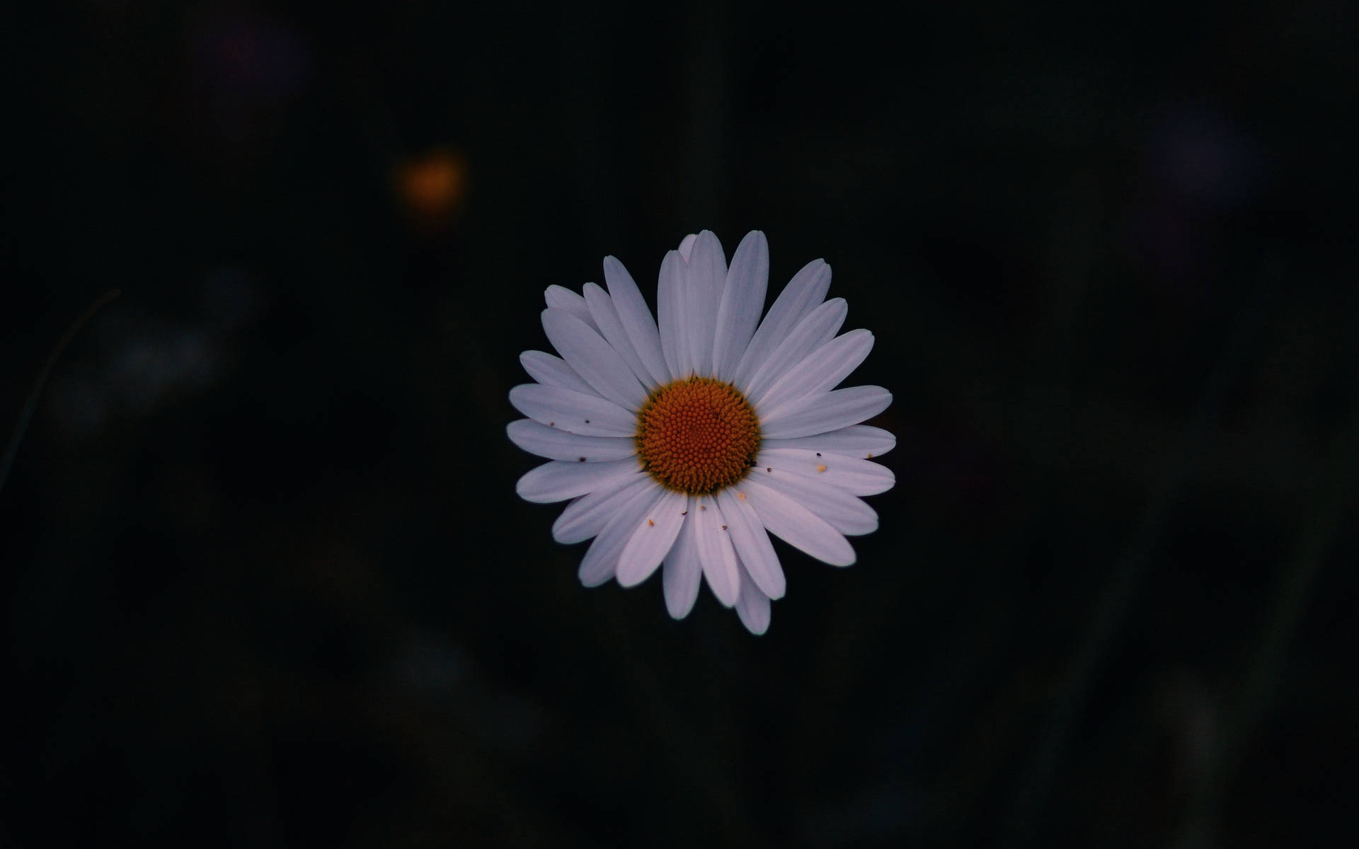 Daisy Aesthetic Wallpaper